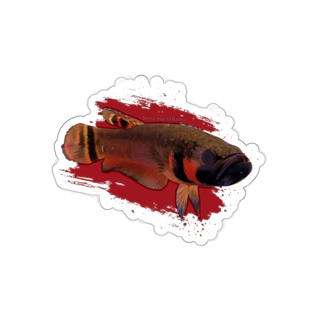 Betta macrostoma sticker - die cut