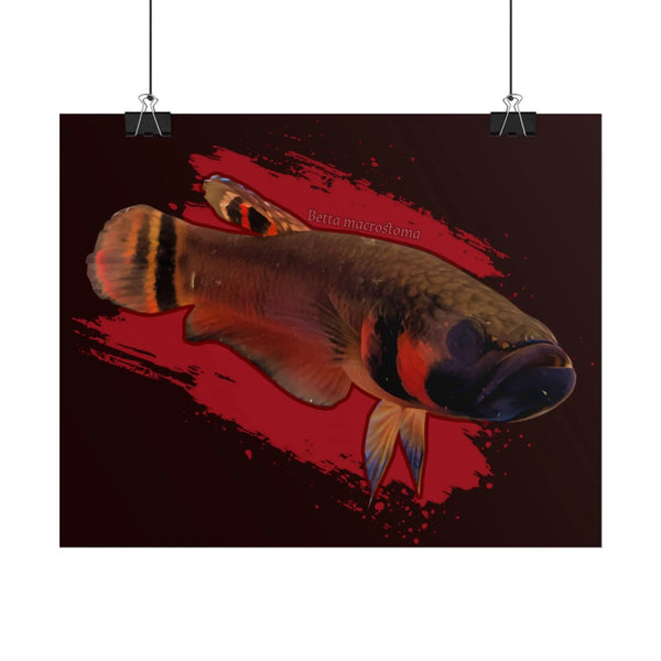 Betta macrostoma wall art - RARE wild betta fish