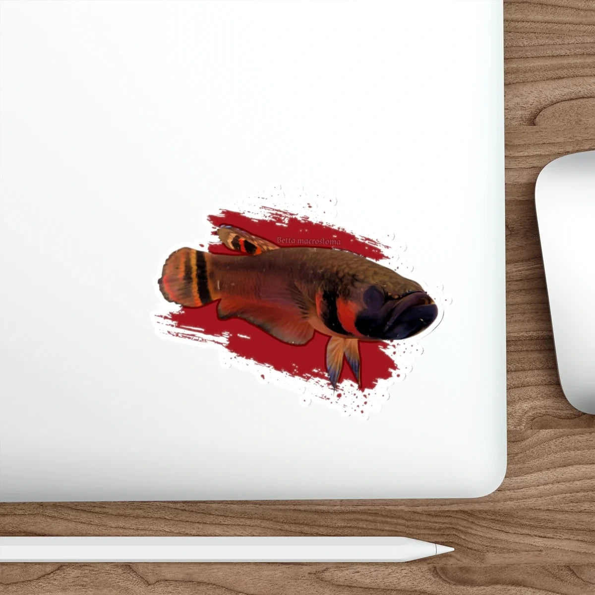 Betta macrostoma sticker - die cut