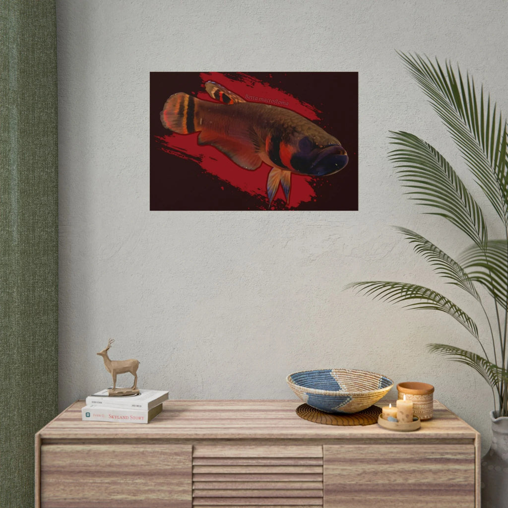 Betta macrostoma wall art - RARE wild betta fish