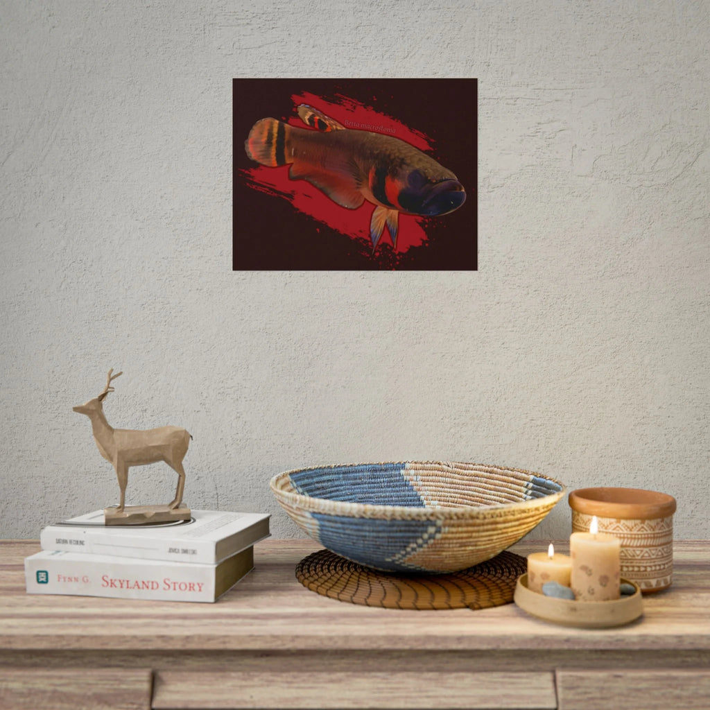 Betta macrostoma wall art - RARE wild betta fish