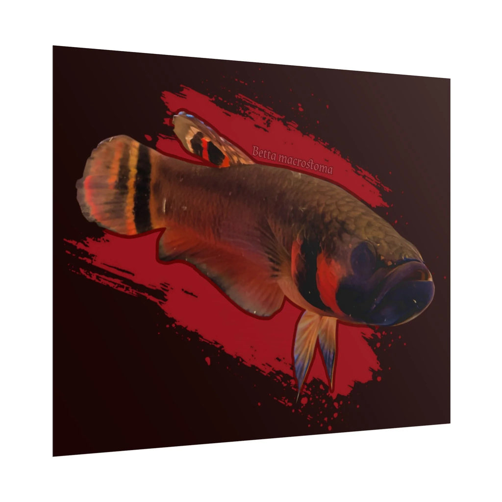 Betta macrostoma wall art - RARE wild betta fish