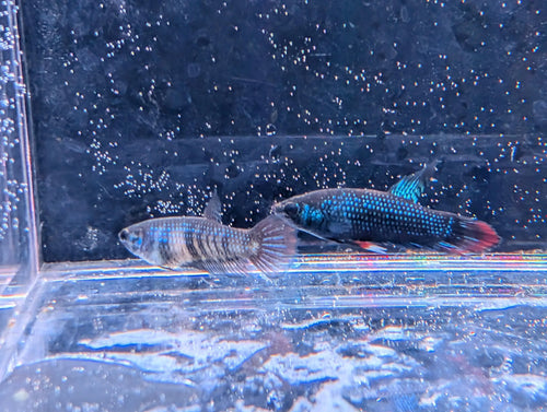 Pair Of Betta Imbelis - "Crescent Betta" - Rare Wild Betta Fish WYSIWYG - Image 1