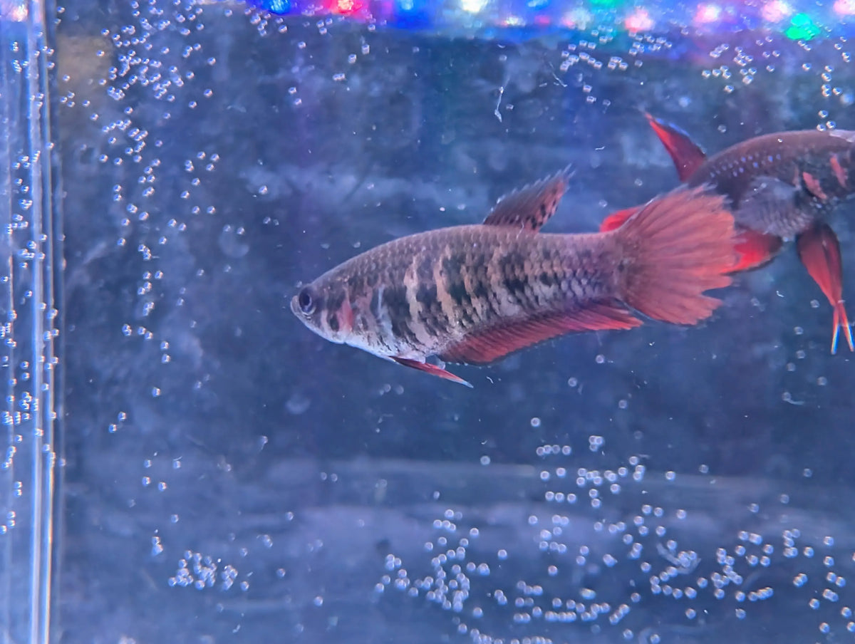 Pair Of Betta Splenden - Phu ruea locality - RARE wild Betta WYSIWYG - Image 2