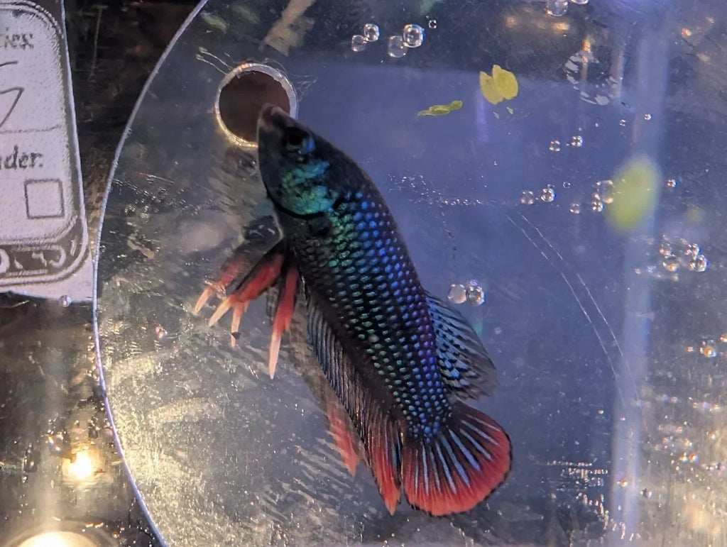Betta Imbelis -RARE wild Type Wild Betta Fish