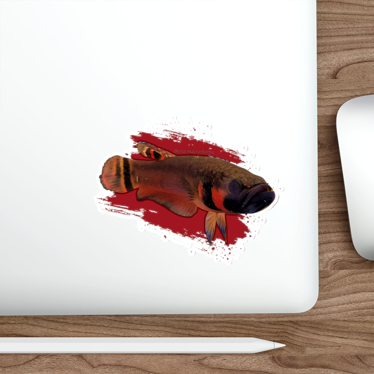 Betta macrostoma sticker - die cut
