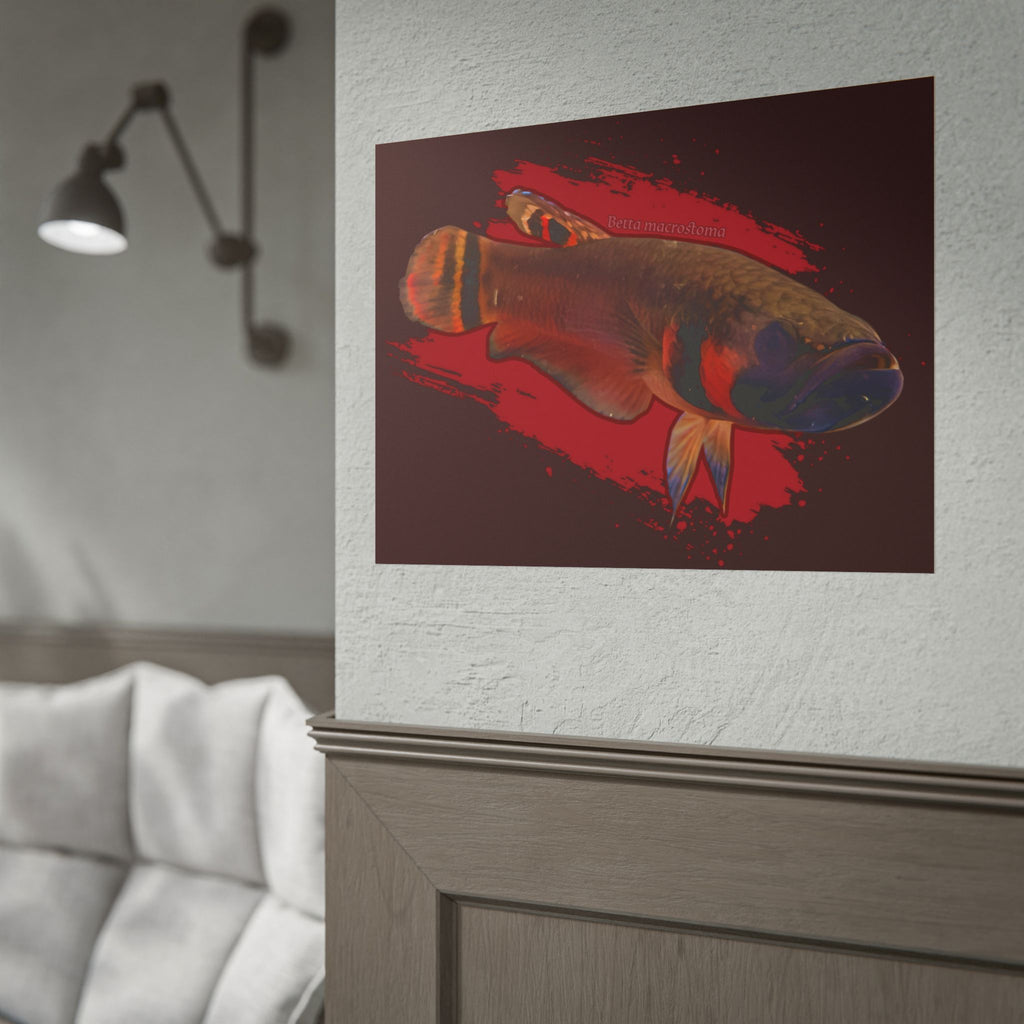 Betta macrostoma wall art - RARE wild betta fish
