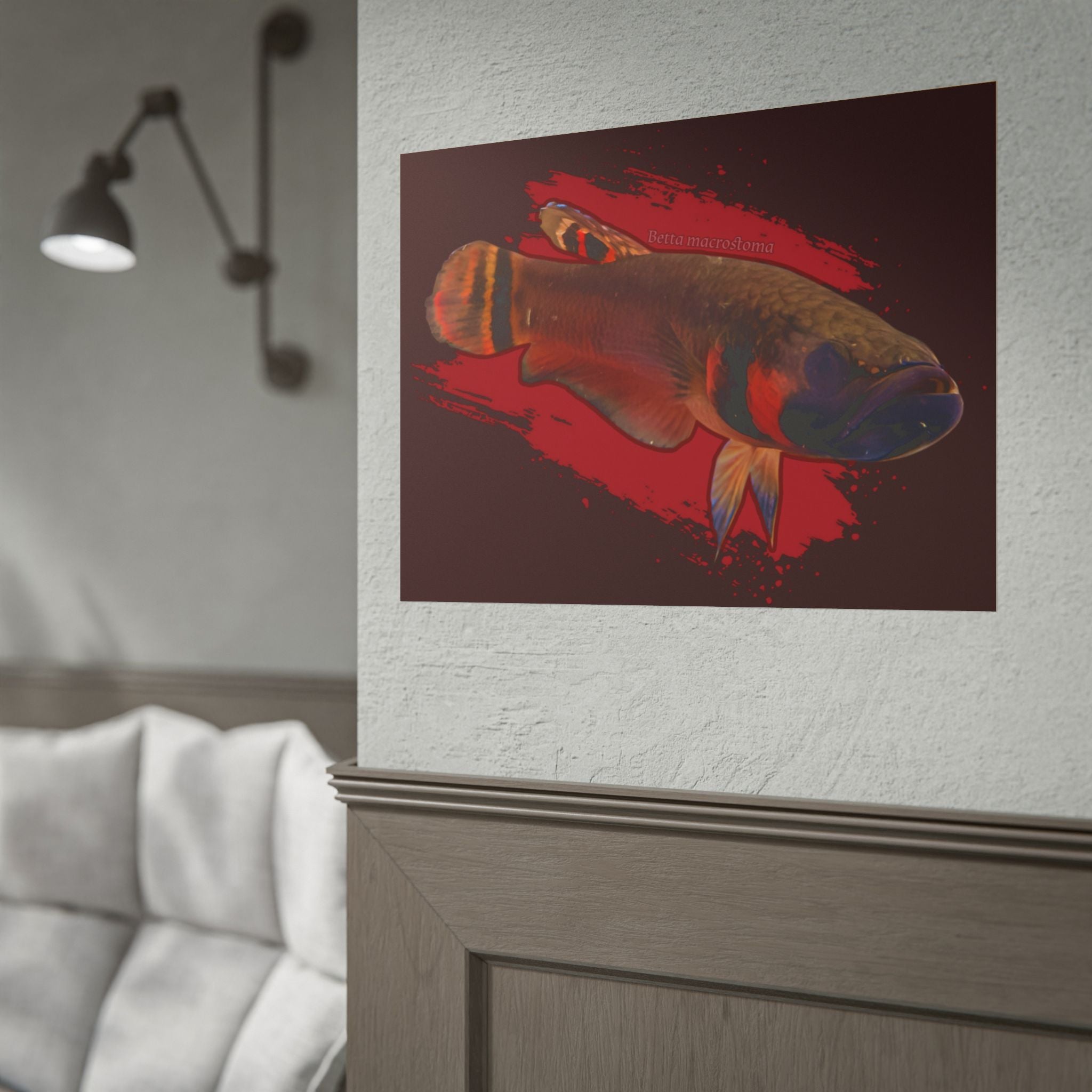 Betta macrostoma wall art - RARE wild betta fish