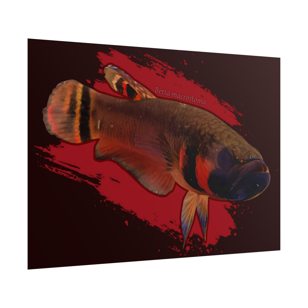Betta macrostoma wall art - RARE wild betta fish