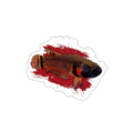 Betta macrostoma sticker - die cut
