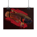 Betta macrostoma wall art - RARE wild betta fish