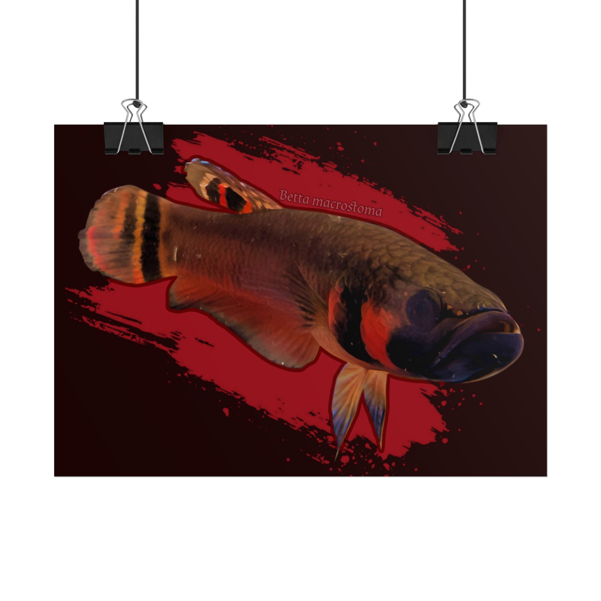 Betta macrostoma wall art - RARE wild betta fish