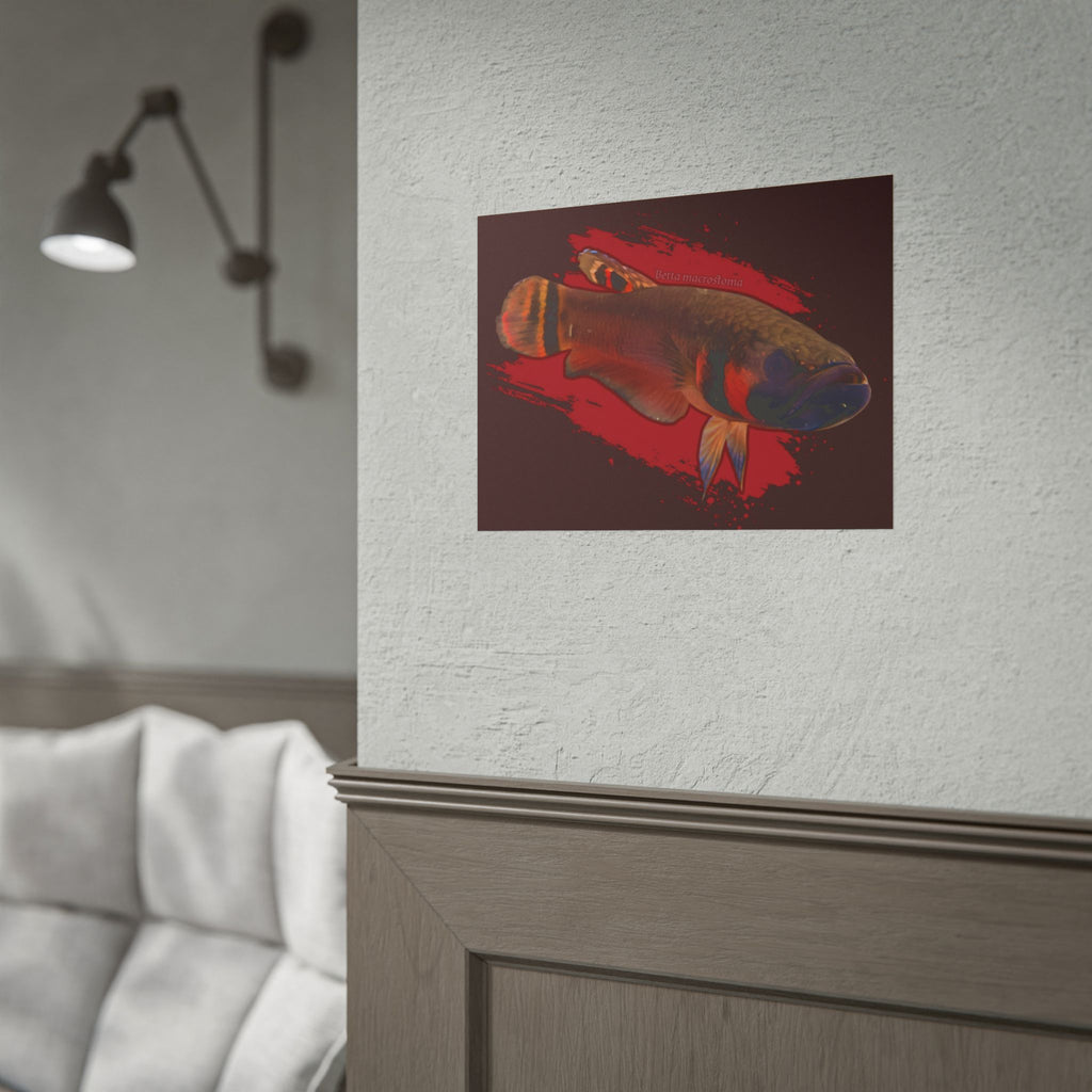 Betta macrostoma wall art - RARE wild betta fish