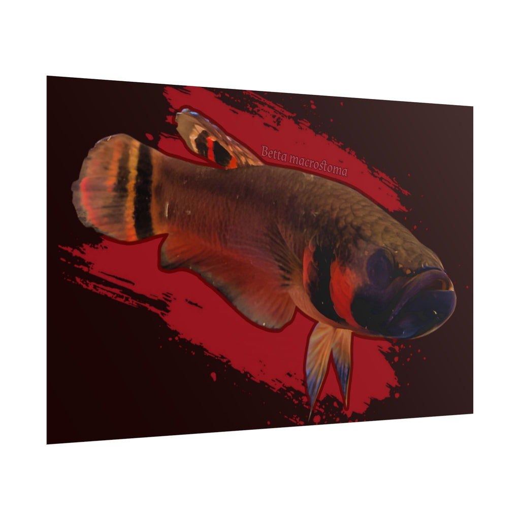 Betta macrostoma wall art - RARE wild betta fish