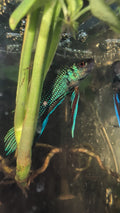 Wild type - Betta mahachaiensis - RARE wild betta fish - Emerald Betta