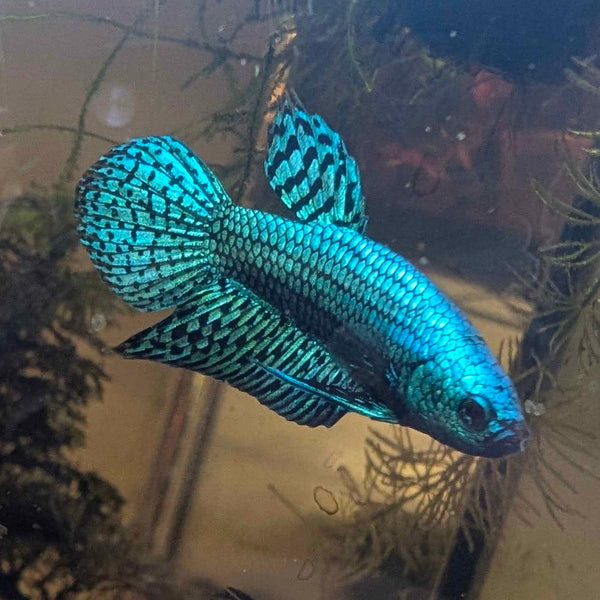 Green - Alien Betta - RARE wild betta fish Hybrid