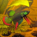 A live betta fish with vibrant green, red, and black colors swimming in an aquarium with green plants and a yellow-orange water background.