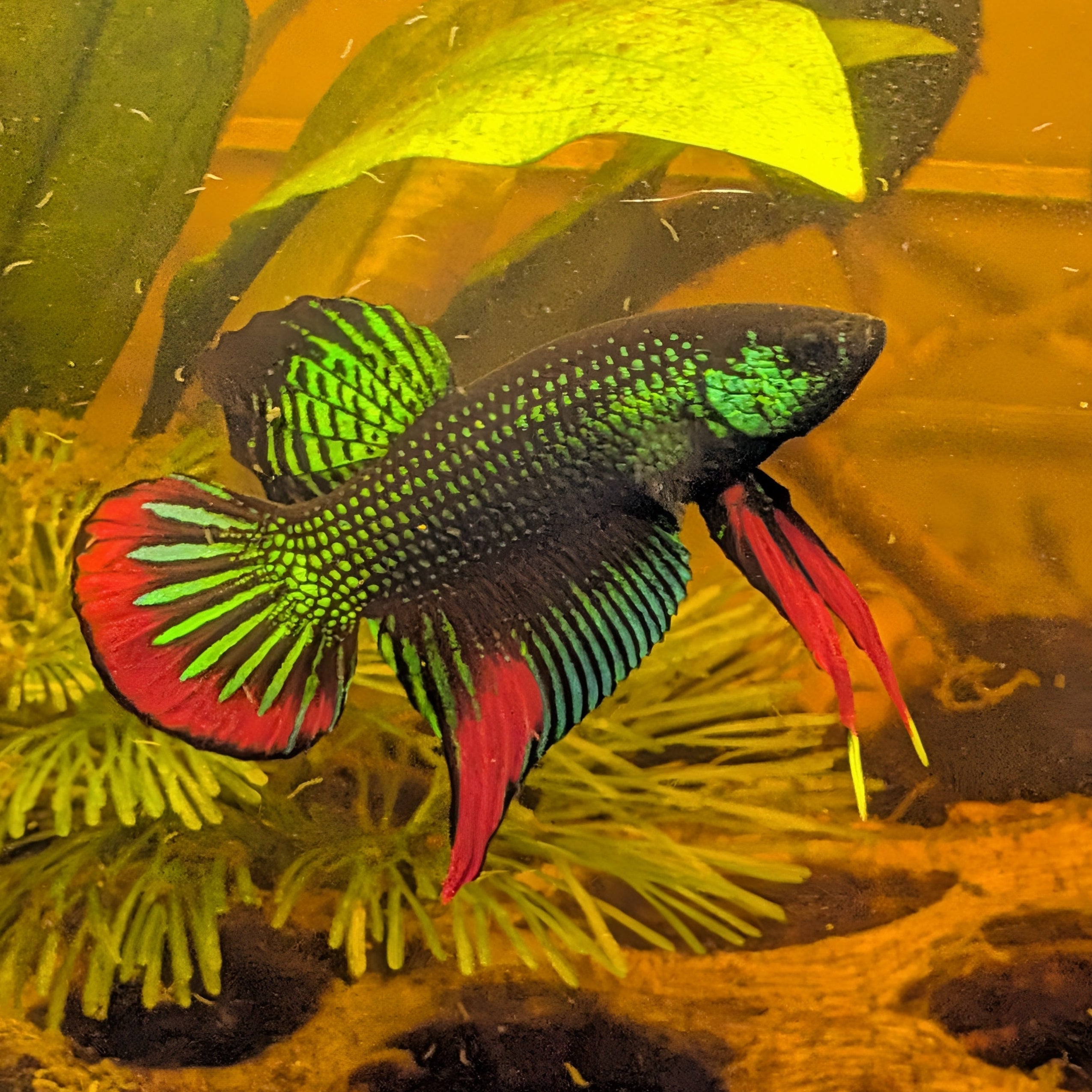 A live betta fish with vibrant green, red, and black colors swimming in an aquarium with green plants and a yellow-orange water background.