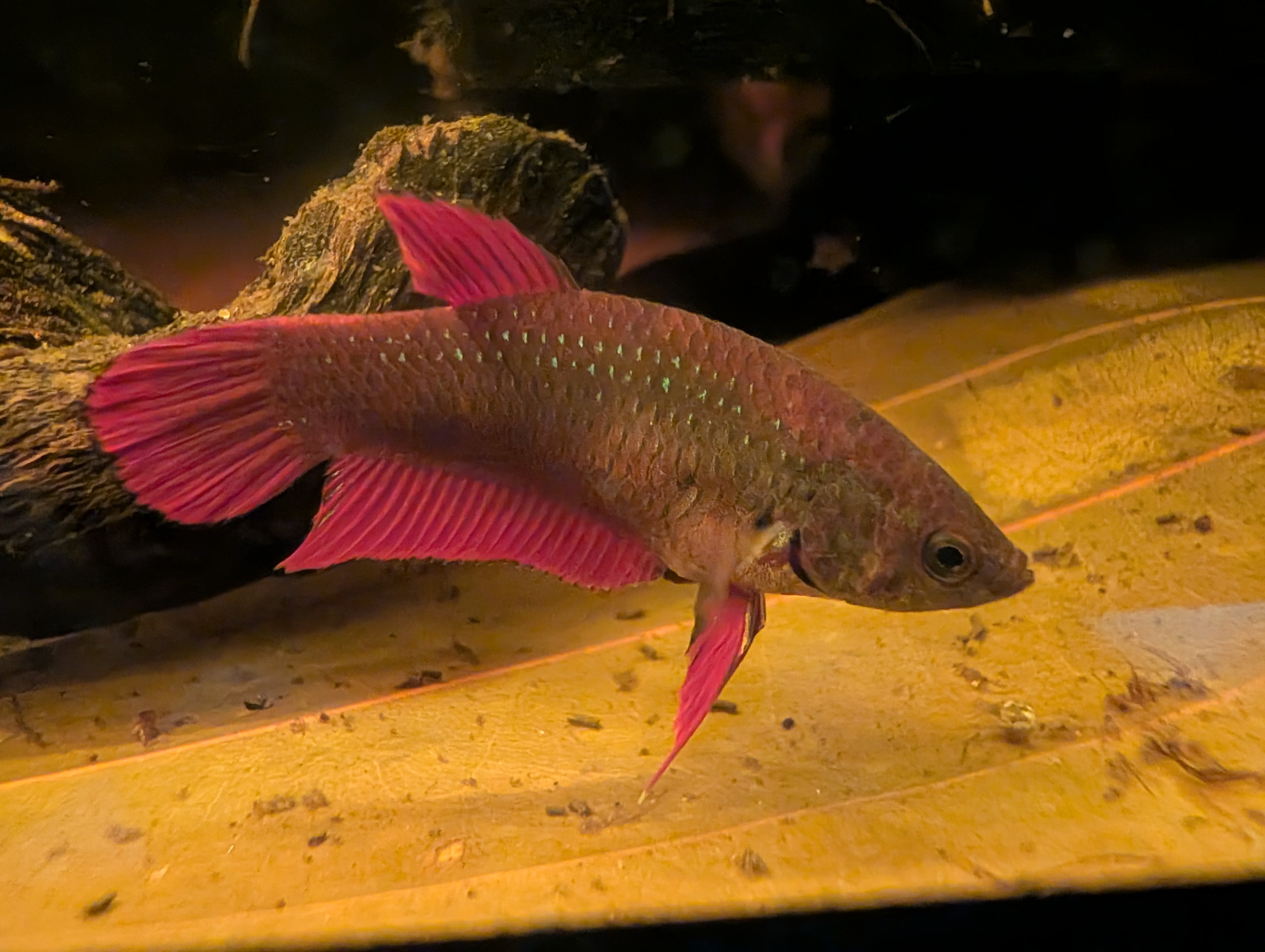 Original red Betta Splendens - RARE wild betta fish
