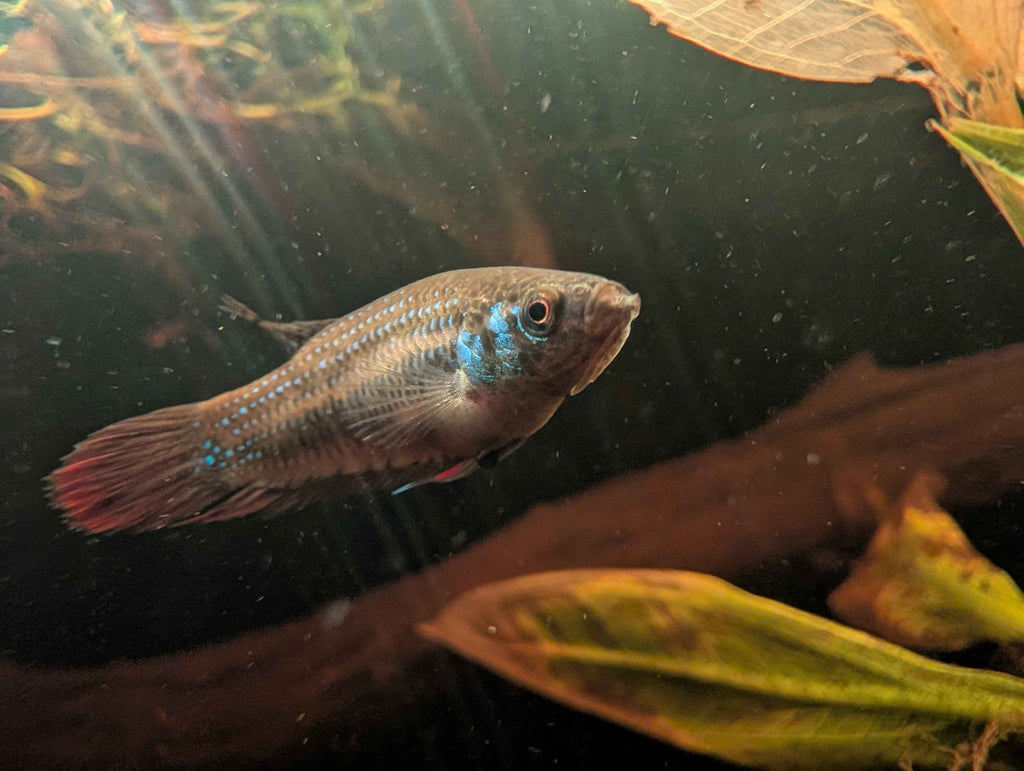 Wild Type - Betta imbelis - RARE wild betta fish