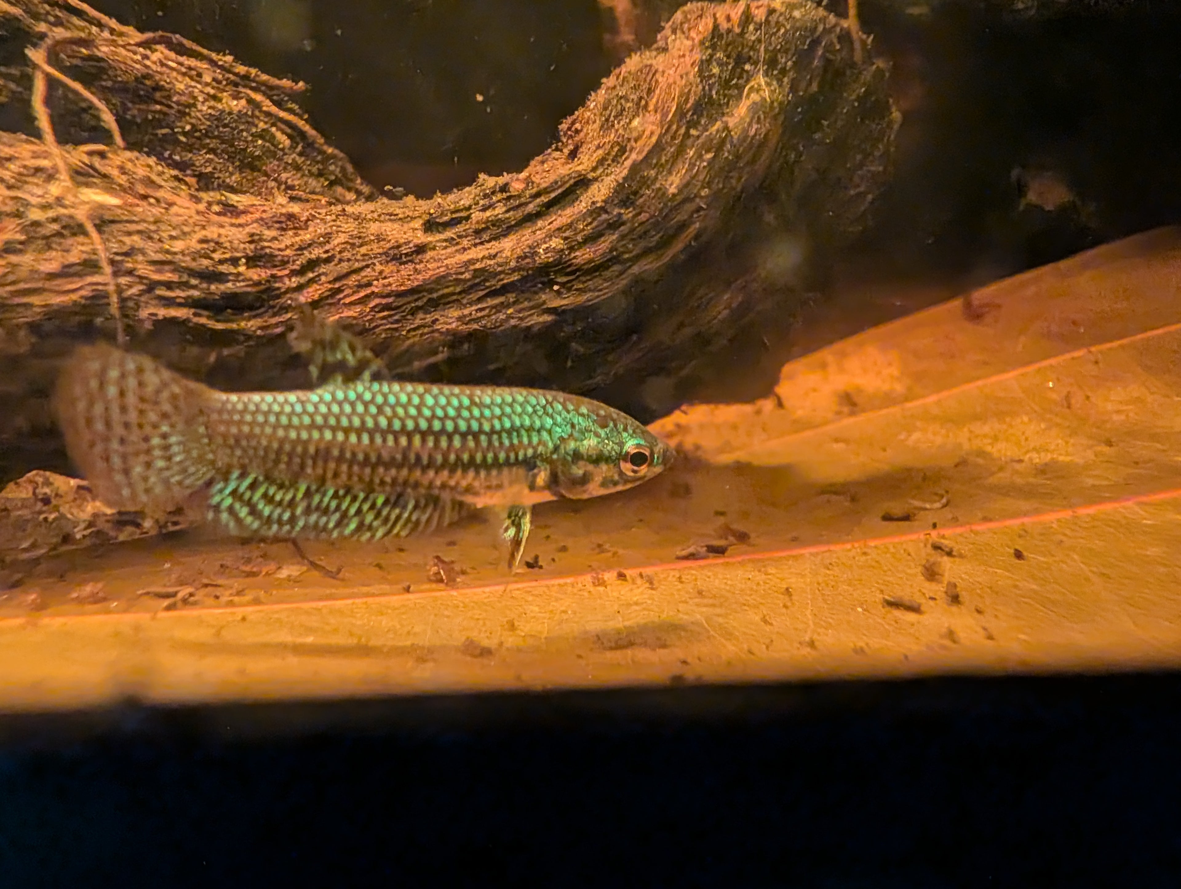 Green - Alien Betta - RARE wild betta fish Hybrid