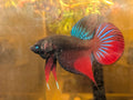 Original red Betta Splendens - RARE wild betta fish