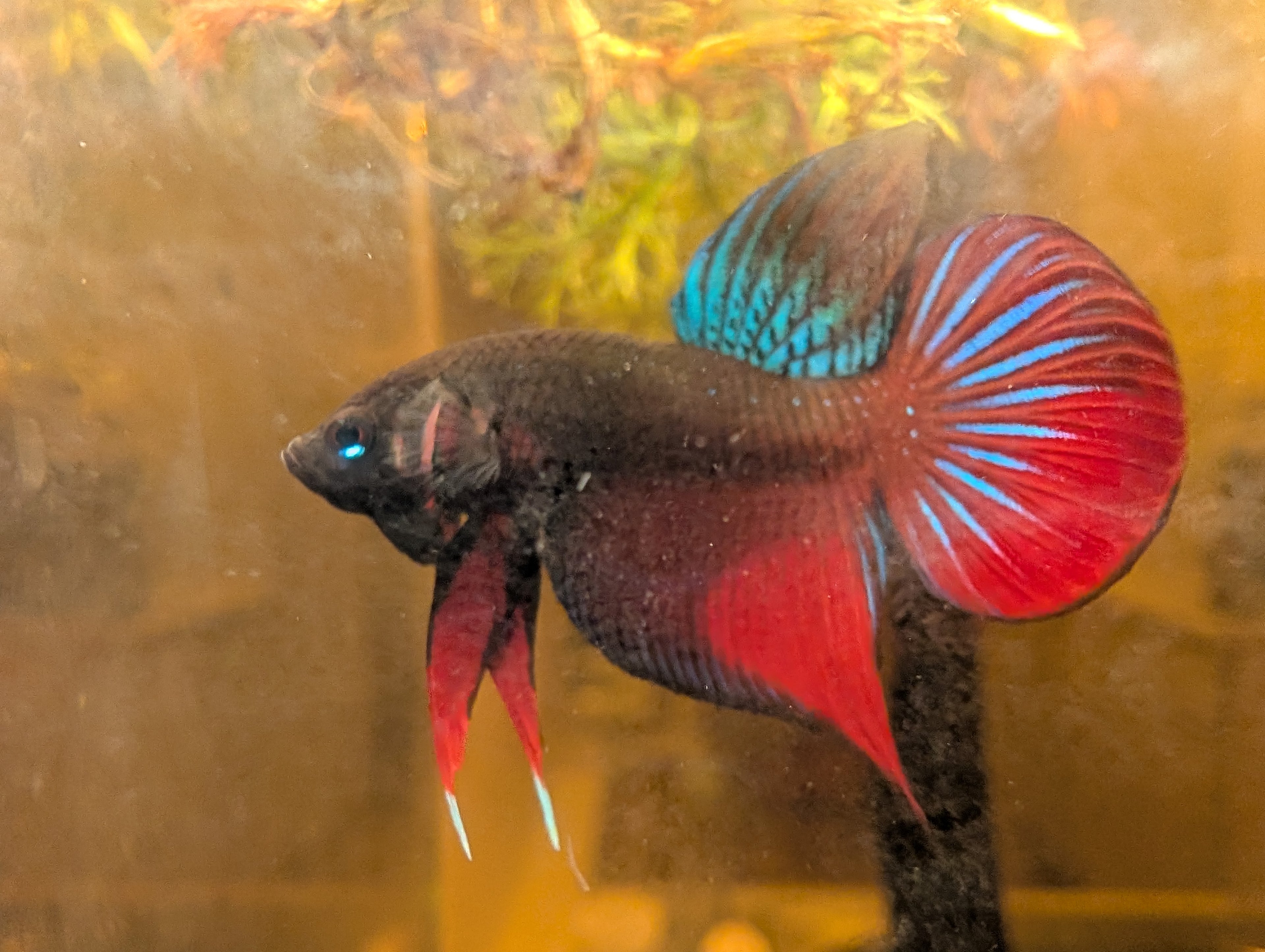 Original red Betta Splendens - RARE wild betta fish