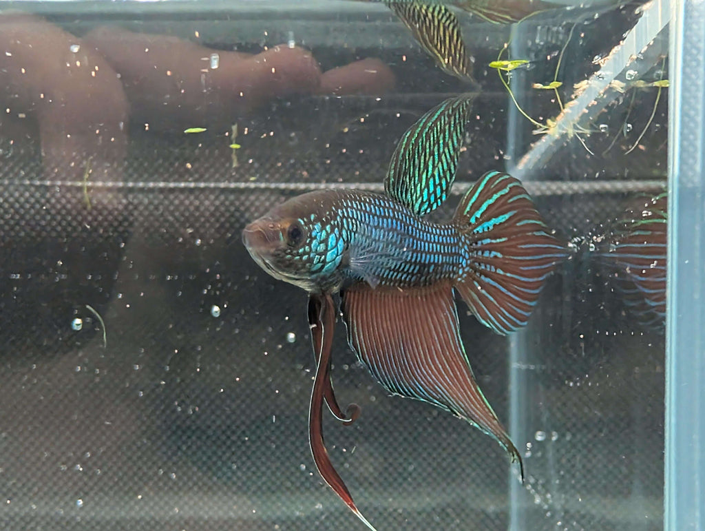 Betta mahachiensis - RARE wild betta fish
