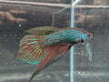 Betta mahachiensis - RARE wild betta fish