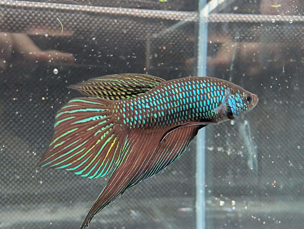 Betta mahachiensis - RARE wild betta fish