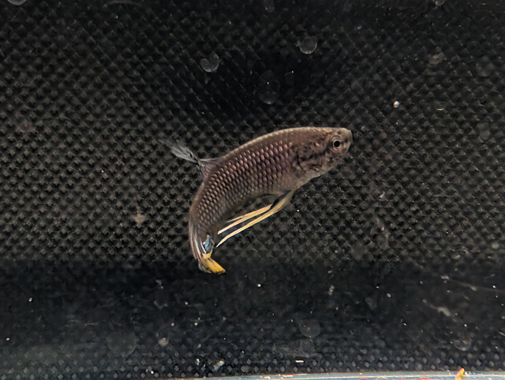 Copper Yellow tail - Betta Imbelis - RARE wild betta fish