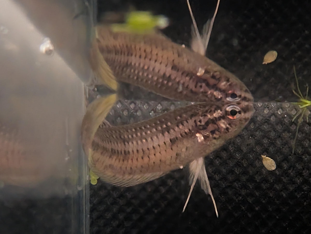 Copper Yellow tail - Betta Imbelis - RARE wild betta fish