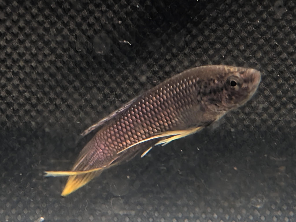 Copper Yellow tail - Betta Imbelis - RARE wild betta fish