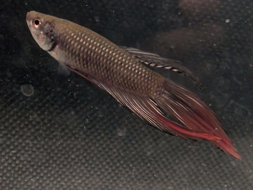 Copper red tail Longfin - Betta imbelis - RARE wild betta fish
