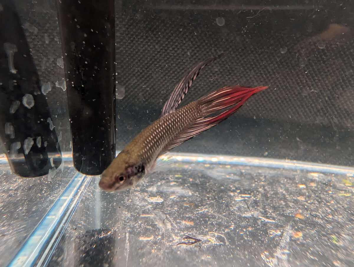 Copper red tail Longfin - Betta imbelis - RARE wild betta fish