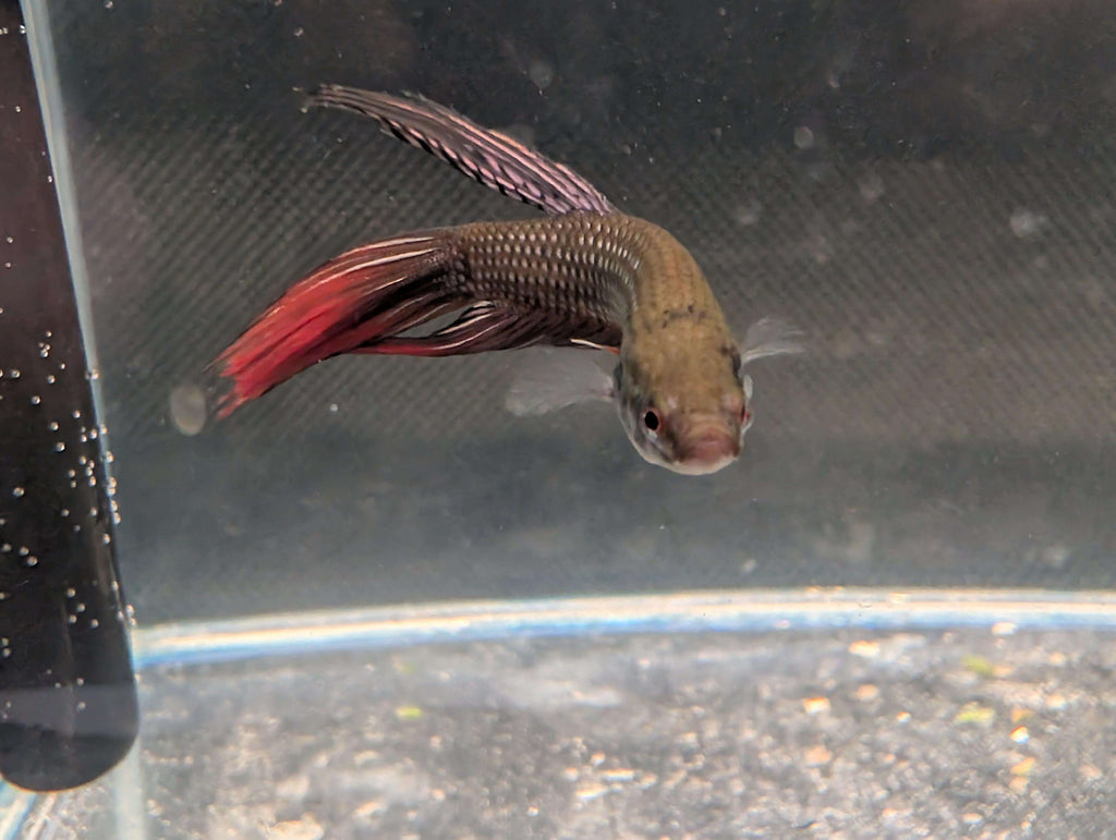 Copper red tail Longfin - Betta imbelis - RARE wild betta fish