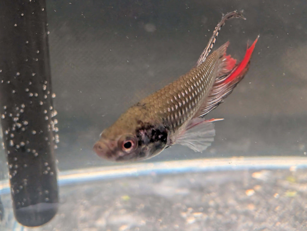 Copper red tail Longfin - Betta imbelis - RARE wild betta fish