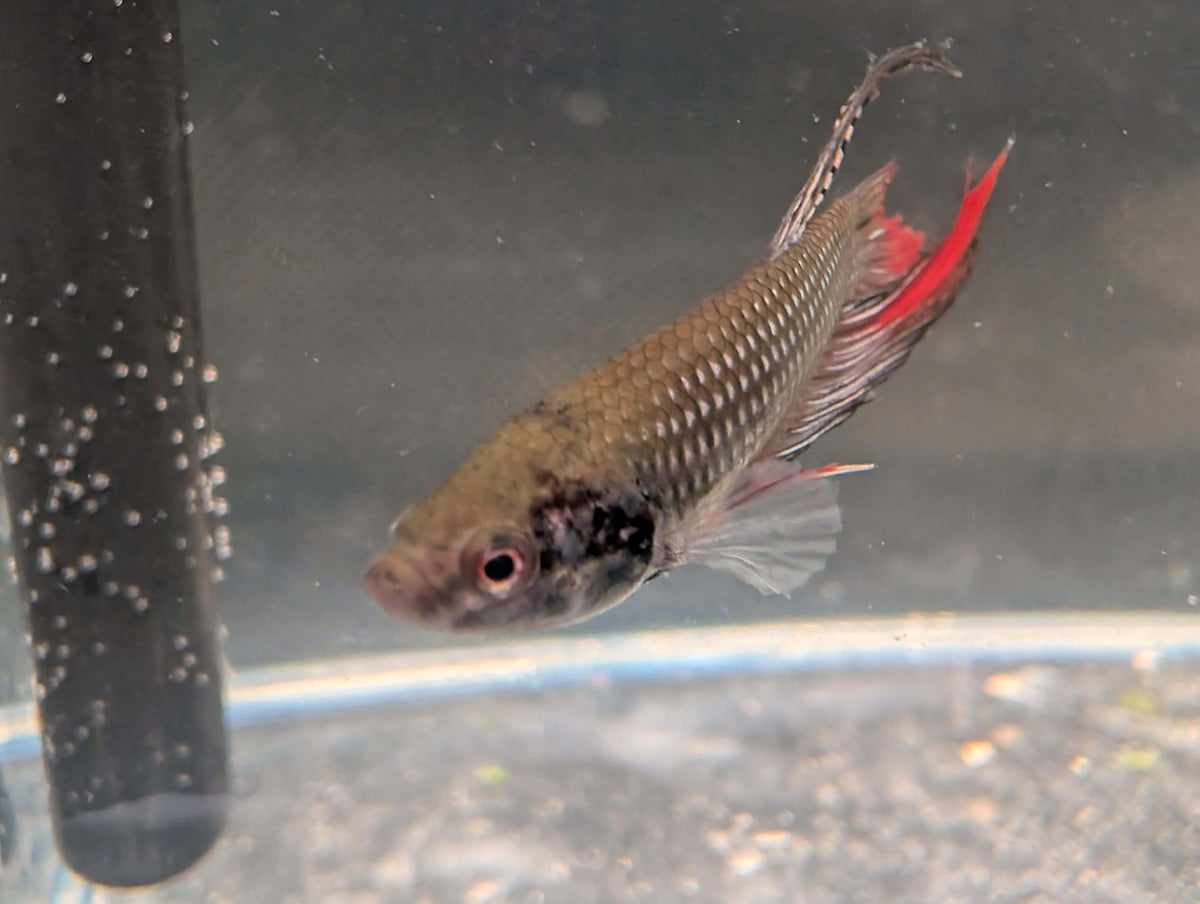 Copper red tail Longfin - Betta imbelis - RARE wild betta fish