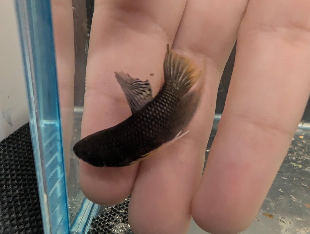 Copper Yellow tail - Betta Imbelis - RARE wild betta fish