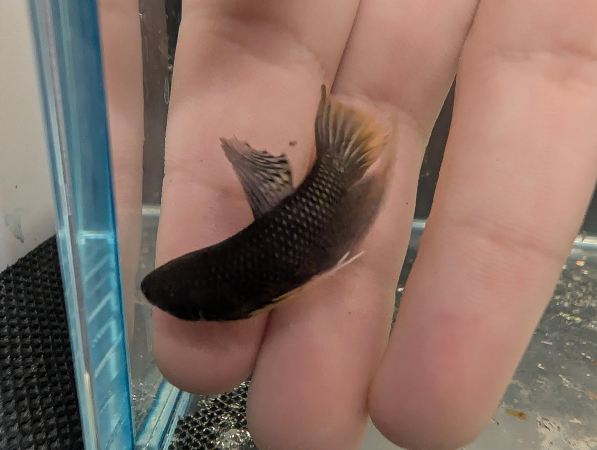 Copper Yellow tail - Betta Imbelis - RARE wild betta fish