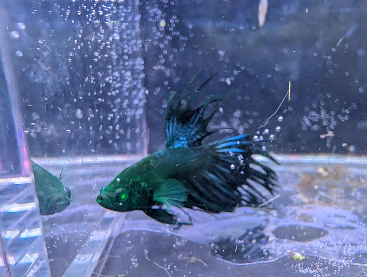 (Avaible in December) Crowntail Hulk betta - RARE betta fish