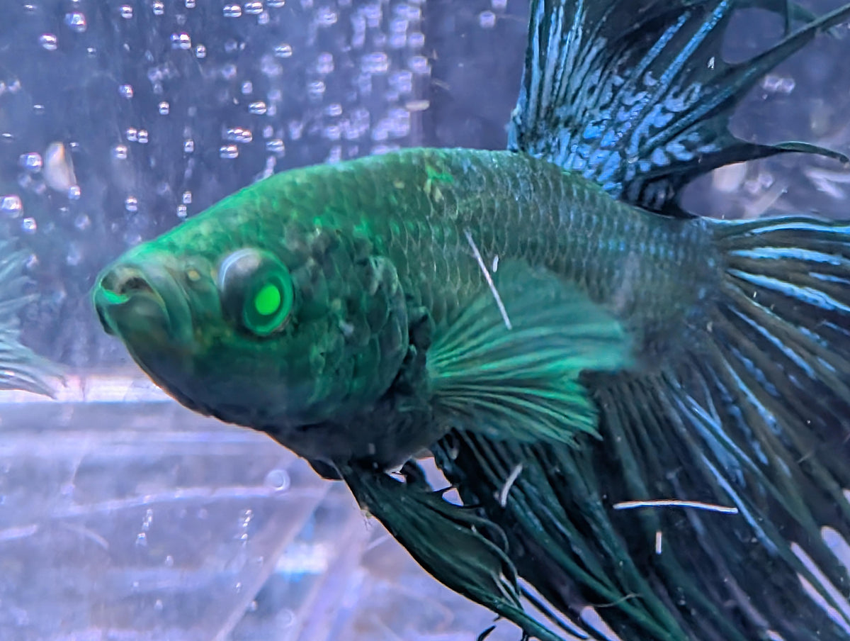 (Avaible in December) Crowntail Hulk betta - RARE betta fish