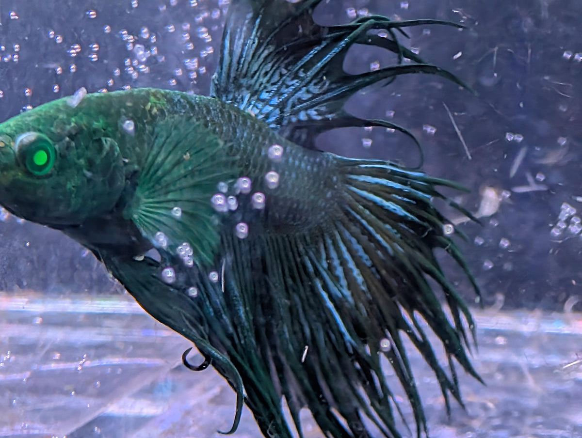 (Avaible in December) Crowntail Hulk betta - RARE betta fish