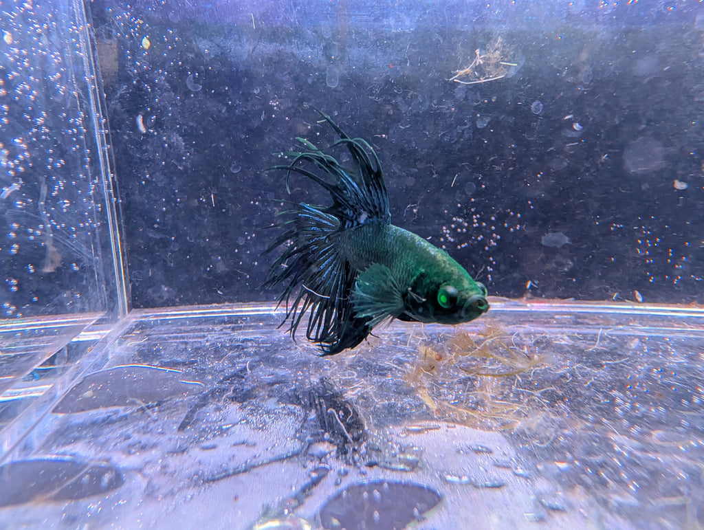 (Avaible in December) Crowntail Hulk betta - RARE betta fish