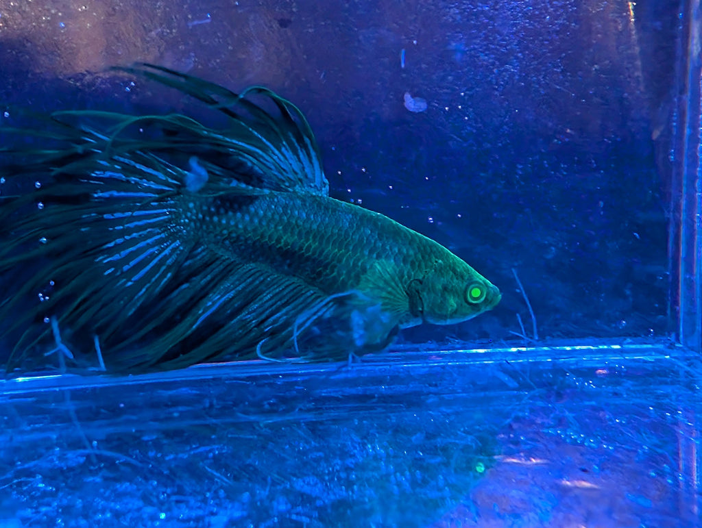 (Avaible in December) Crowntail Hulk betta - RARE betta fish
