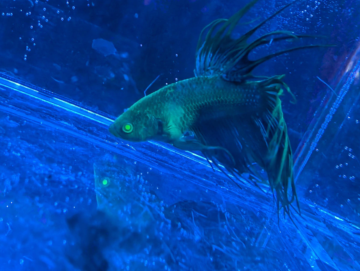 (Avaible in December) Crowntail Hulk betta - RARE betta fish