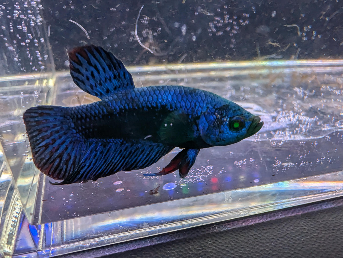 (Avaiable in december) Alien Hulk Betta - RARE betta fish