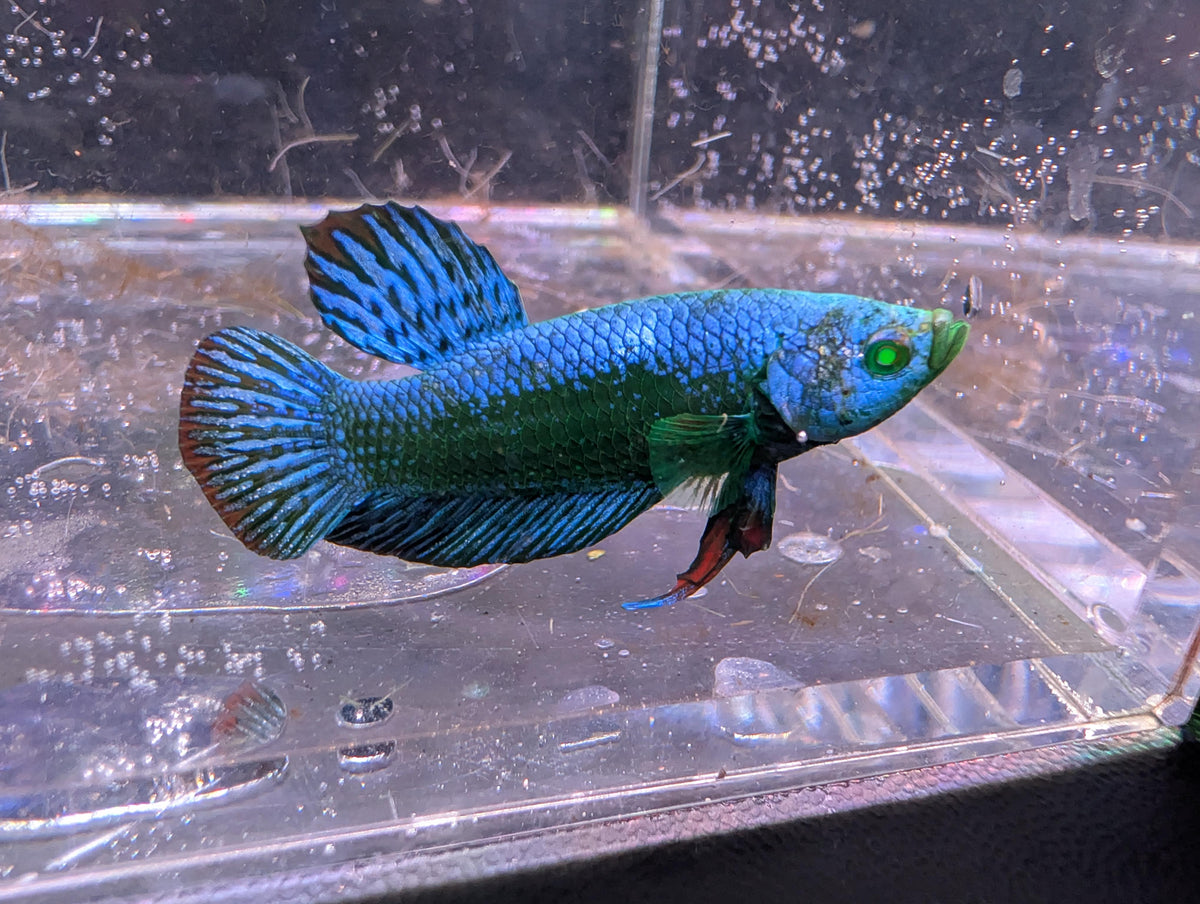 (Avaiable in december) Alien Hulk Betta - RARE betta fish
