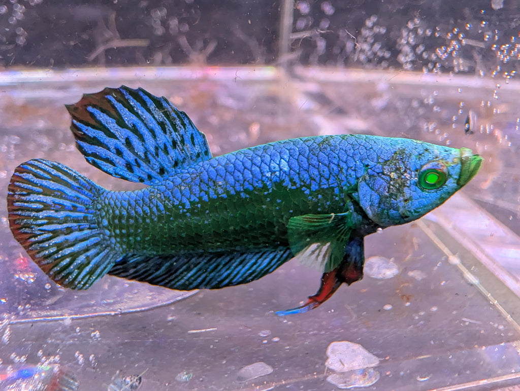 (Avaiable in december) Alien Hulk Betta - RARE betta fish