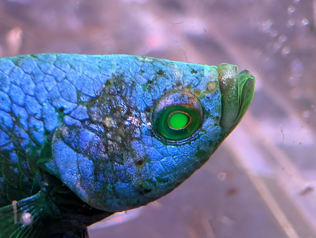 (Avaiable in december) Alien Hulk Betta - RARE betta fish